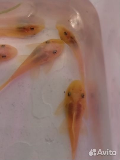 Сомики анциструсы