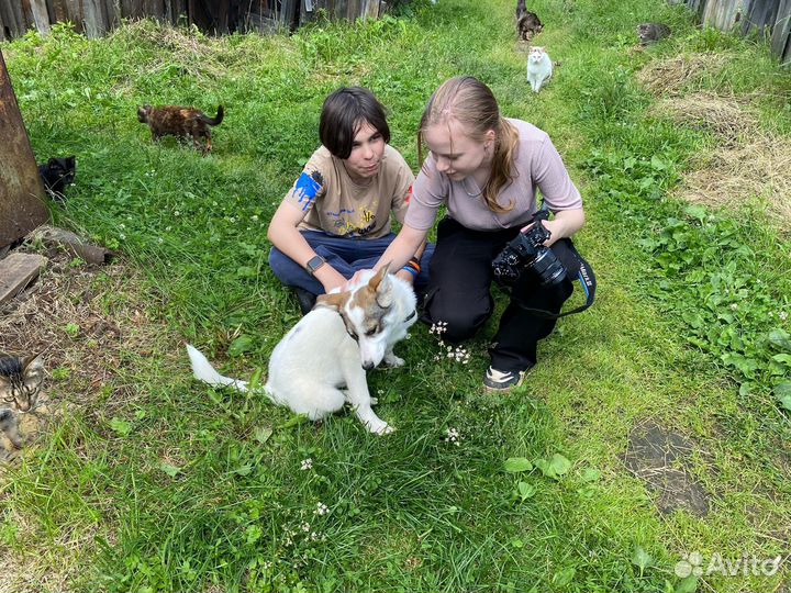 Щенок по кличке Удача в добрые руки