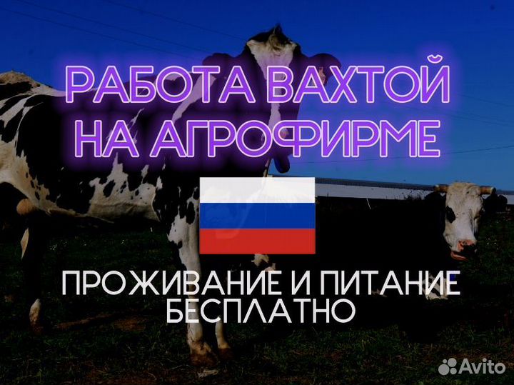 Оператор машинного доения с проживанием без опыта