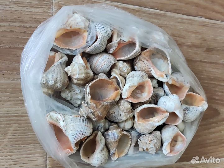 Ракушки черноморские