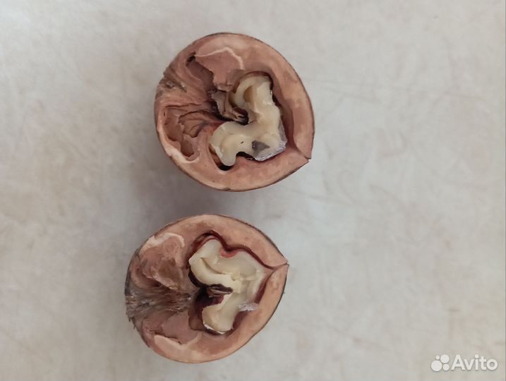 Орех грецкий