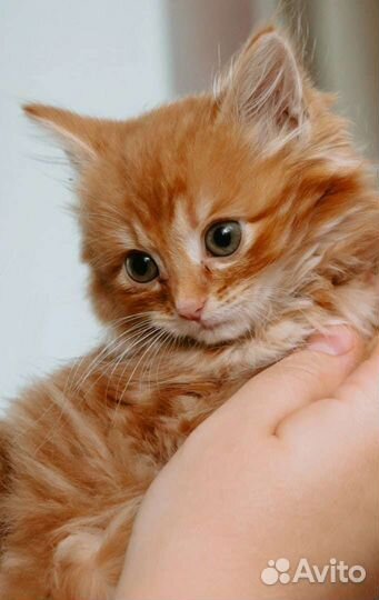 Рыжая кошечка в дар