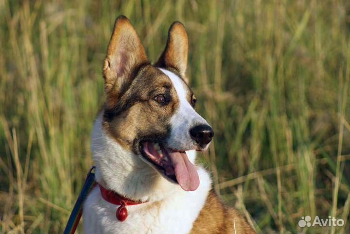 Метис овчарки, крупный яркий красавец в дар