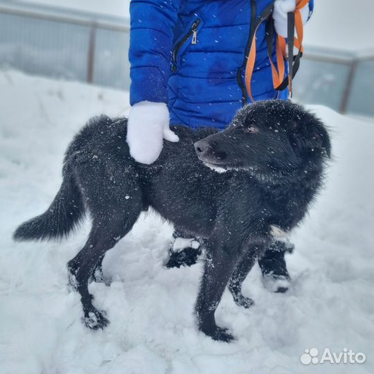 Пес в добрые руки