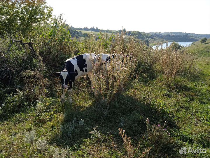 Бычки Элитные