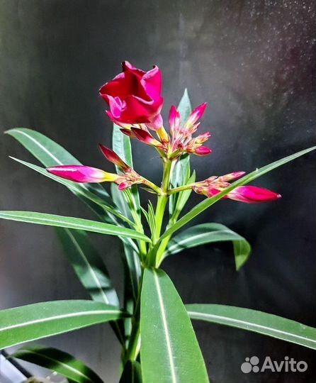 Комнатные цветы 15.04