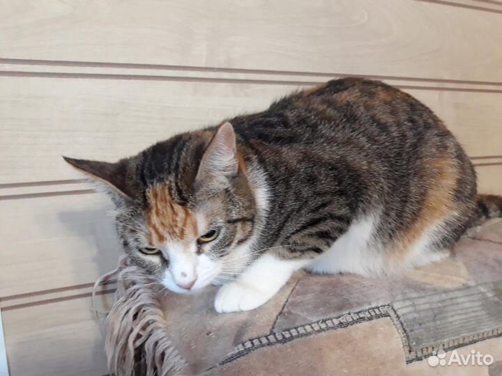 Трёхцветная Варька подарит Вам счастье, стерильная