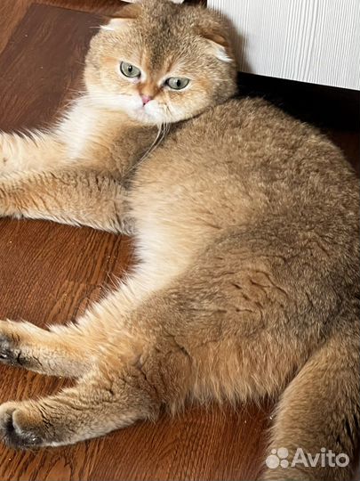 Шотландский кот на вязку (вислоухий)