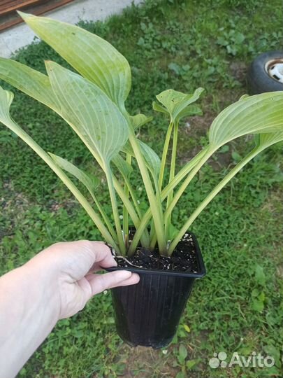 Хосты в контейнерах 2 л