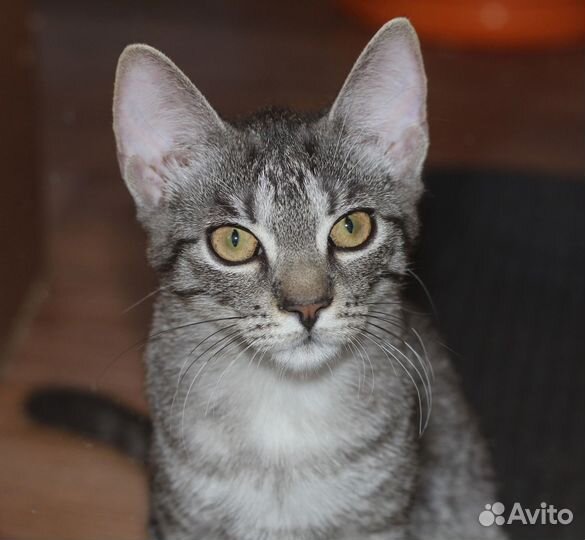 Малышка Грейси