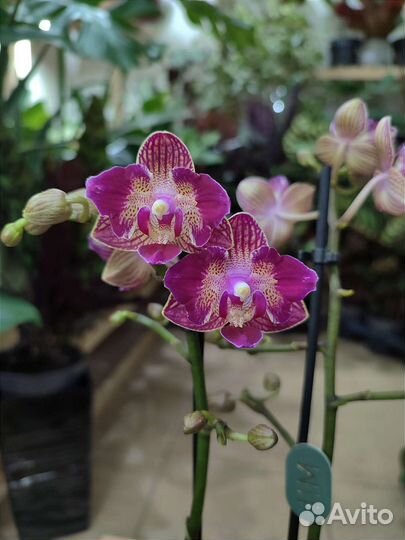 Орхидея Lola с мутацией бабочка