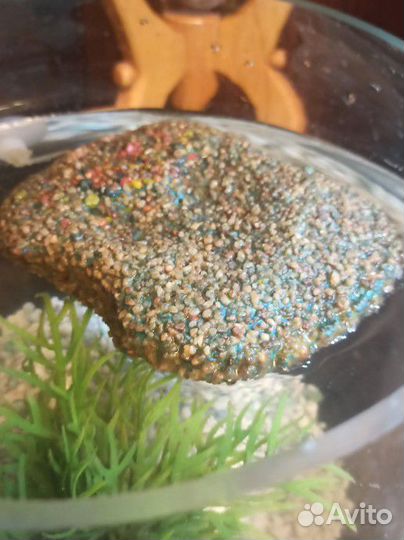 2 водяных черепахи