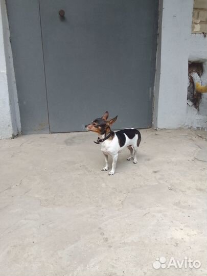 Чья собачка