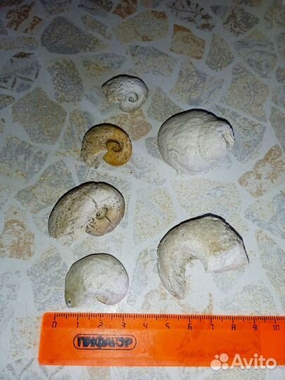 Окаменелость