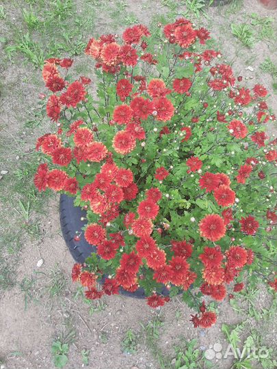 Хризантема