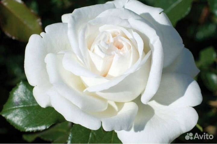 Розы сортовые