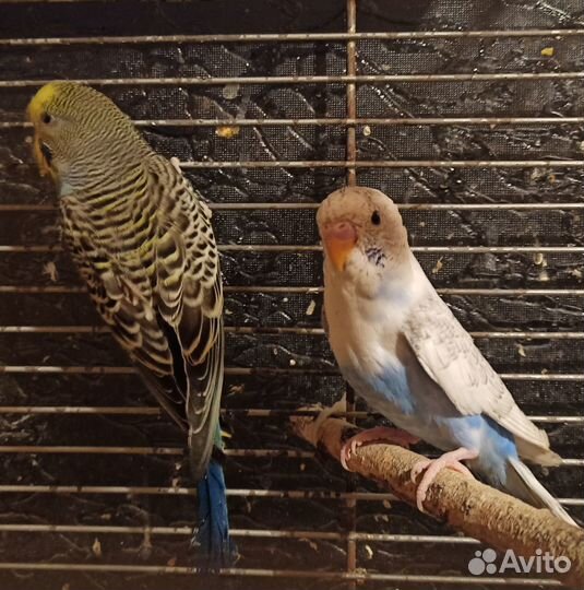 Волнистые попугаи