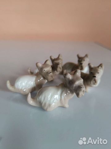 Собачки мини. Шотландка Лфз