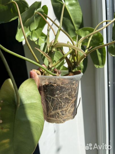 Крестовник крупноязычковый, филодендрон, пеперомия