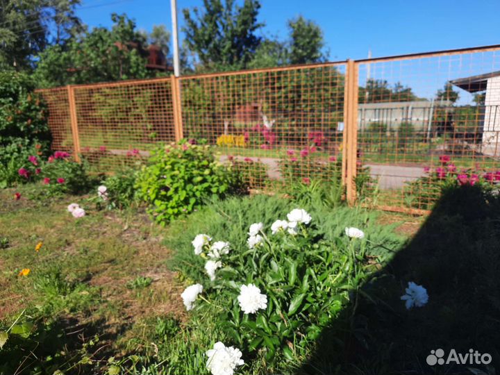 Пионы саженцы