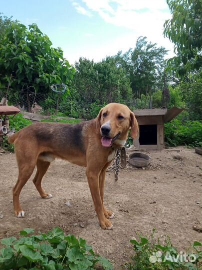 Собака гончая