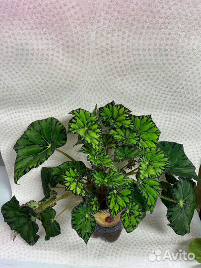 Домашние цветы