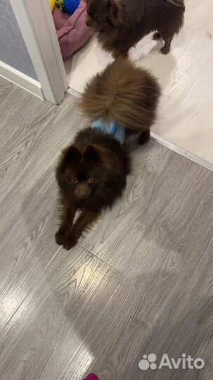 Пояс многоразовый для собак