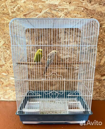 Волнистый попугай