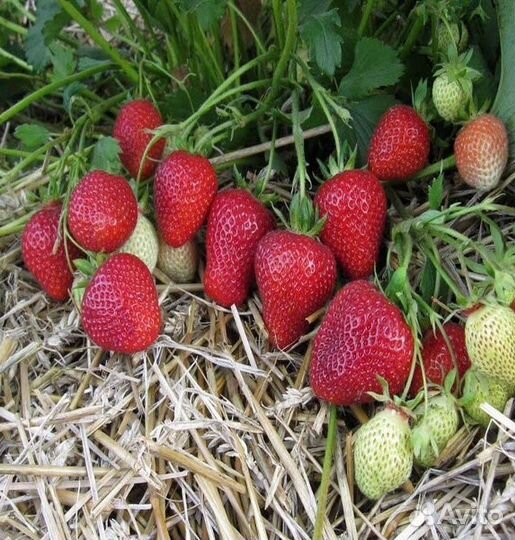 Саженцы сезонной крупноплодной клубники Азия