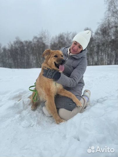 Золотистый ретривер метис