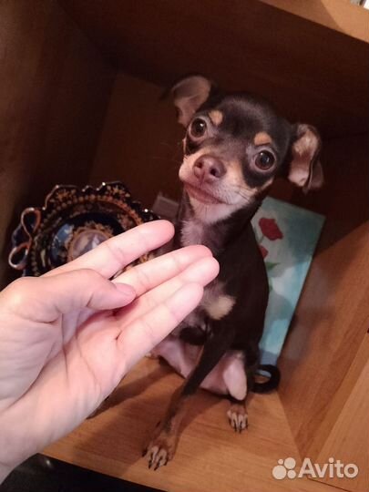 Супер мини той-терьер