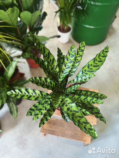 Калатея Ланцифолия