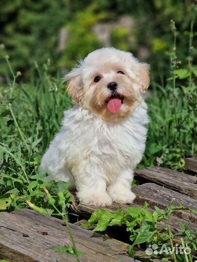 Мальчик мальтипу