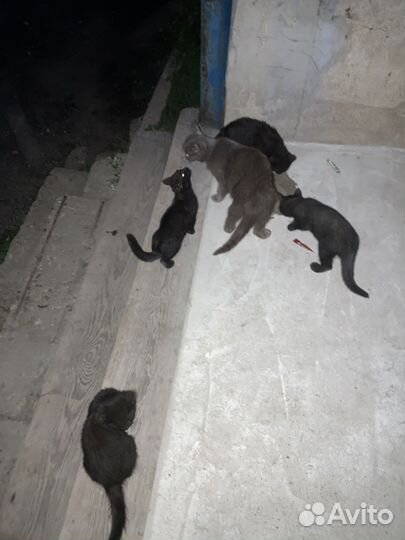 Красивые котята с мамой