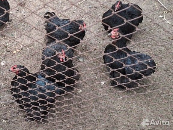 Куры карликовый кохинхин