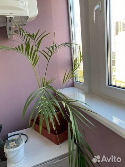 Пальма хамедорея