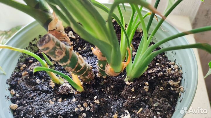 Аглаонема мария