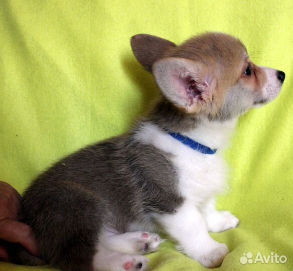 Вельш Корги Пемброк