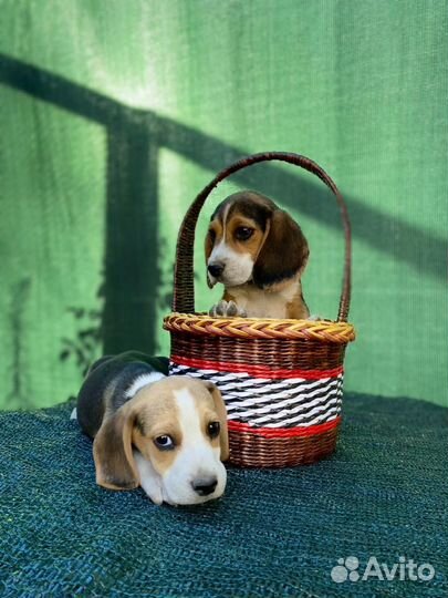 Щенки бигль