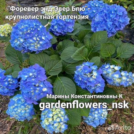 Гортензия крупнолистная