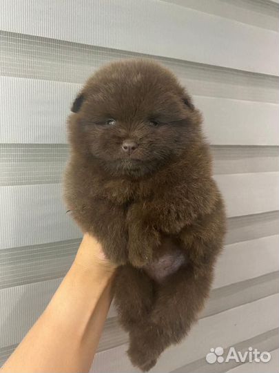 Померанский шпиц девочка