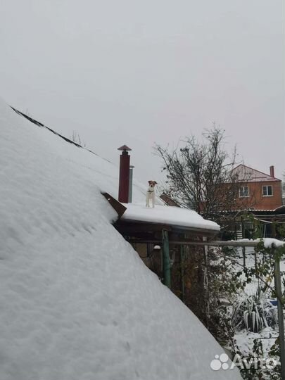 Парсон Рассел терьер