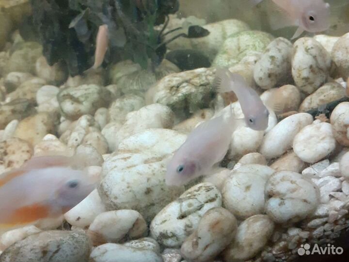 Коралл балянус