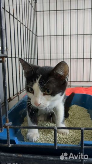 Кошечка подросток