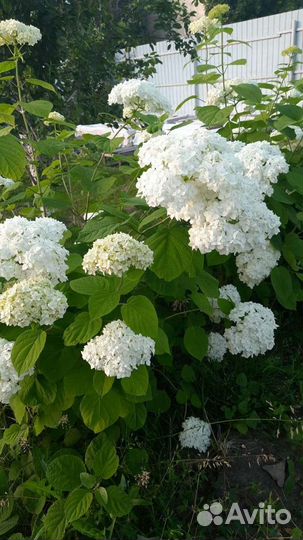 Гортензии