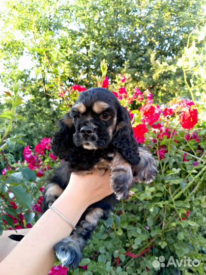 Американский кокер спаниель