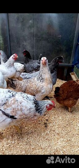 Цыплята мясояичных пород