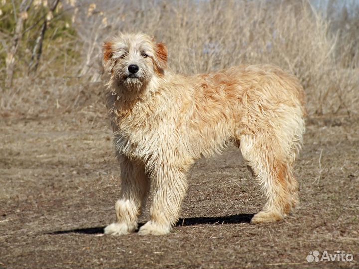 Чуи - космическая собака