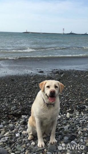 Отдам лабрадора