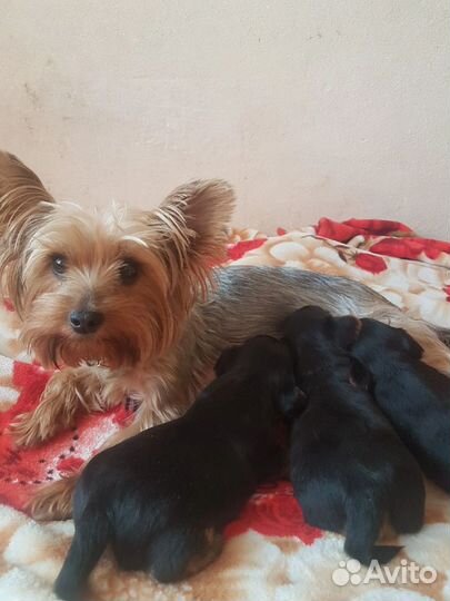 Йоркширский терьер щенки